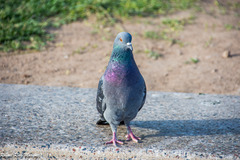 Columba livia domestica