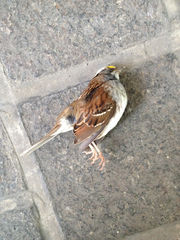 Zonotrichia albicollis