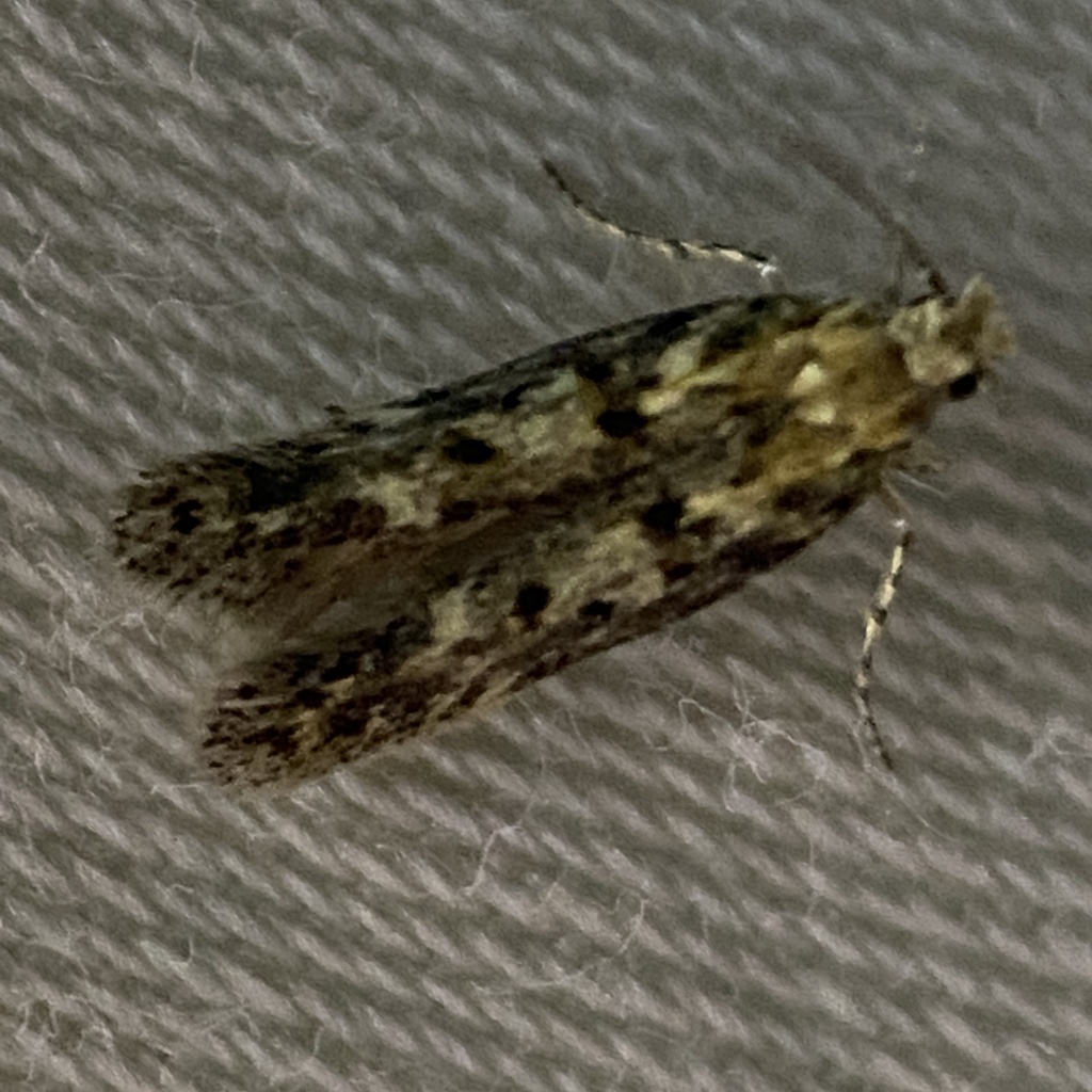Ephysteris subdiminutella