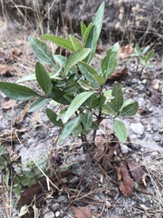 Ageratina glabrata