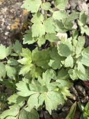 Levisticum officinale