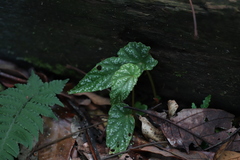 Begonia lukuana