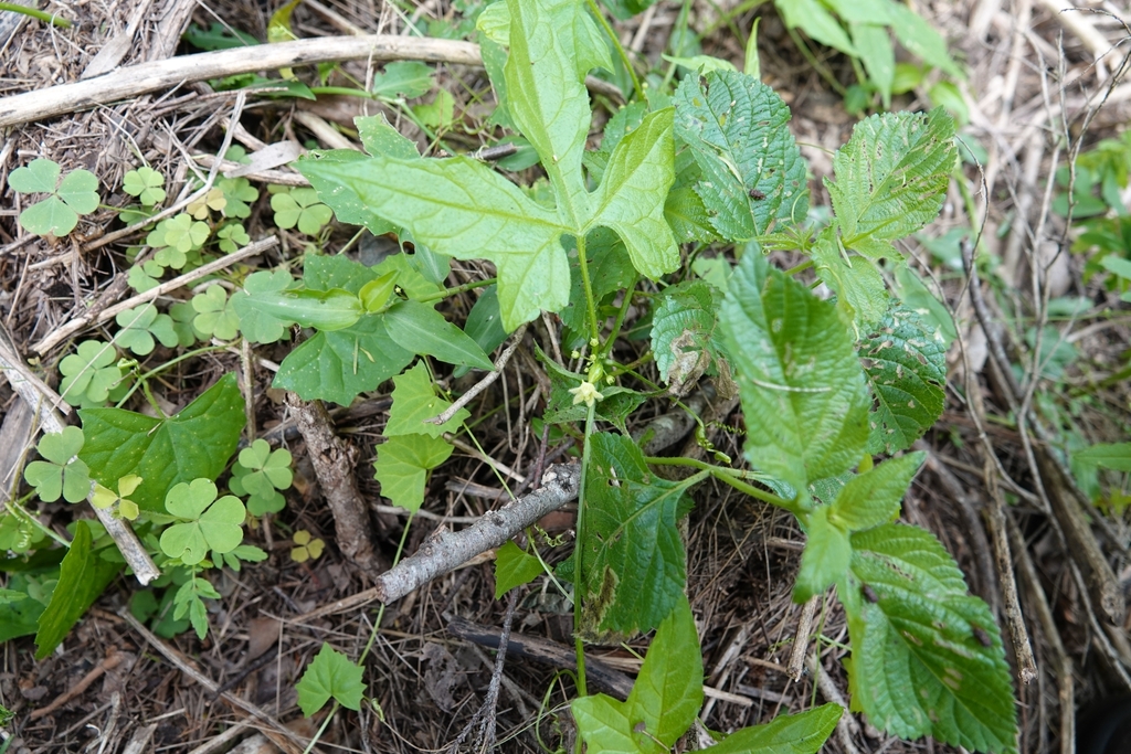 Native Bryony from Townson QLD 4341, Australia on April 1, 2024 at 10: ...