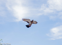 Columba livia domestica