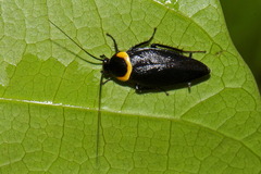 Hemithyrsocera palliata