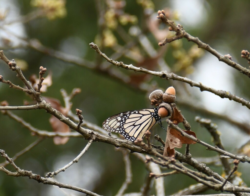 Monarch from Norman, OK, USA on March 31, 2024 at 04:09 PM by Kate ...