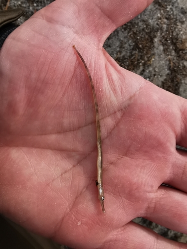 Lesser Pipefish, 9480 Løkken, Danmark, photo 10 of 10