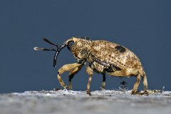 Mechistocerus
