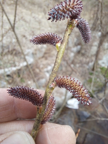 Salix koriyanagi iNat (1)