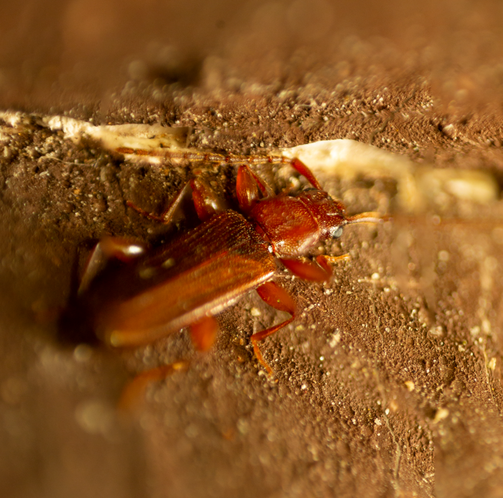 Dendrophagus crenatus