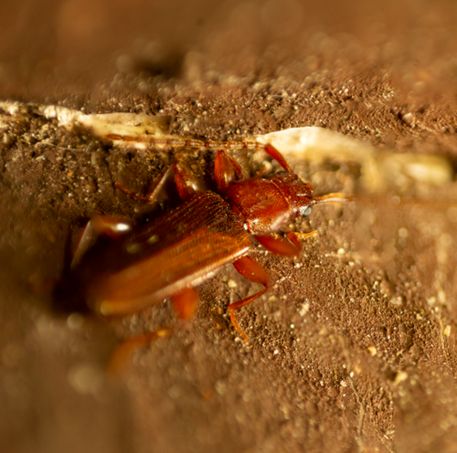 Dendrophagus crenatus