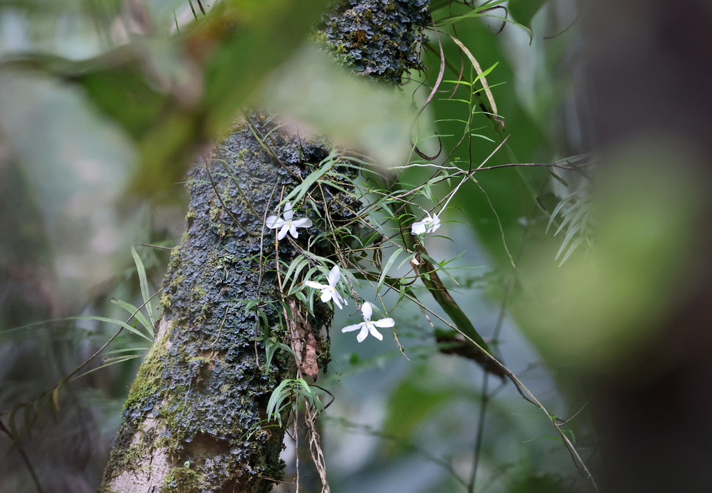 Dendrobium furcatum Reinw. ex Lindl. 3
