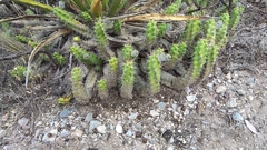 Echinocereus pentalophus pentalophus