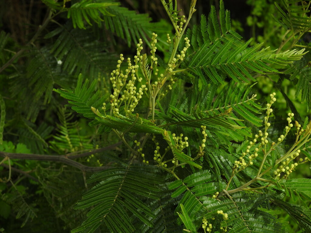 Acacia mearnsii, Mira, Coimbra, Portugal