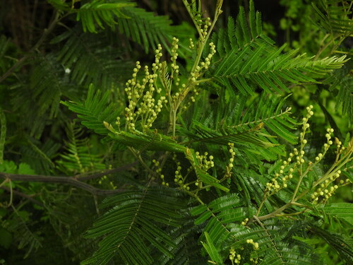 Acacia mearnsii