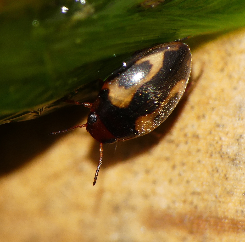 Graptodytes pictus