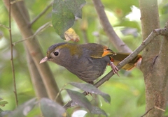 Emei Shan Liocichla photo 4