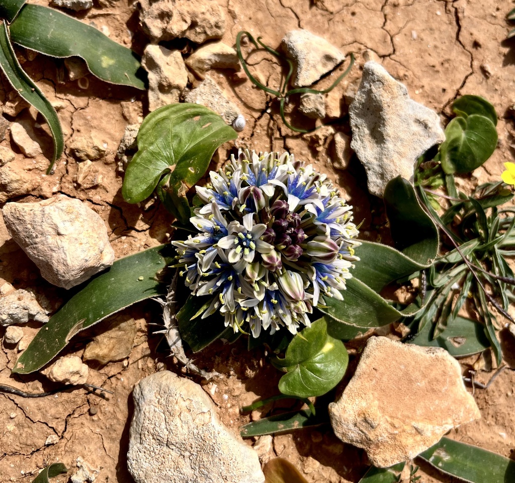 Scilla dimartinoi