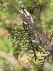 Rhionaeschna psilus