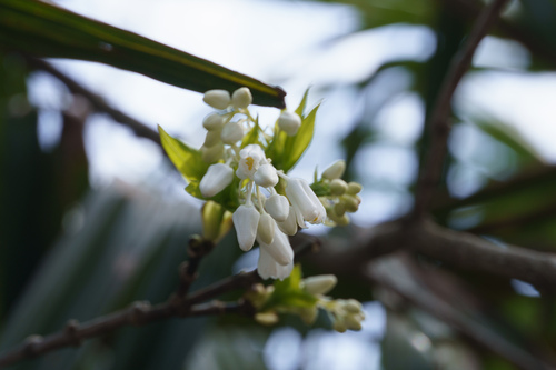 Staphylea holocarpa, 2024-03-31