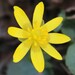 Lesser Celandine - Photo (c) reclassifier, some rights reserved (CC BY-NC)