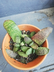 Gasteria