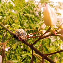 Polyphylla decemlineata