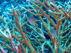 Amblyglyphidodon indicus