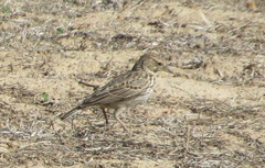 Galerida magnirostris