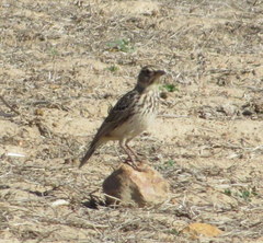 Galerida magnirostris