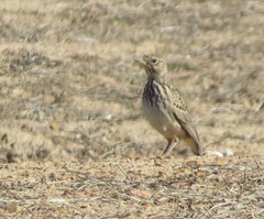 Galerida magnirostris