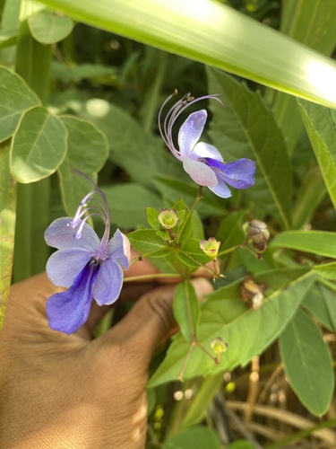 Rotheca myricoides