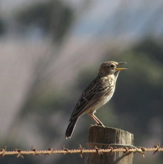 Galerida magnirostris