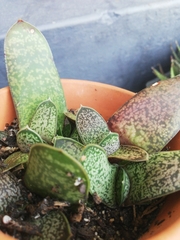 Gasteria