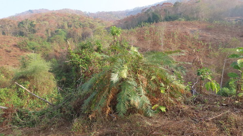 Cycas circinalis