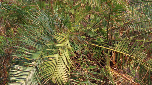 Image of Cycas circinalis by (c) Navaneeth Sini George, some rights reserved (CC BY)