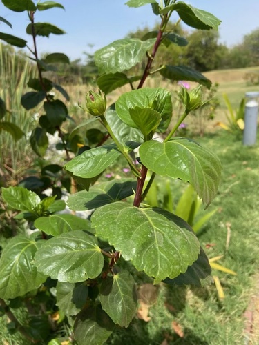 Hibiscus × rosa-sinensis