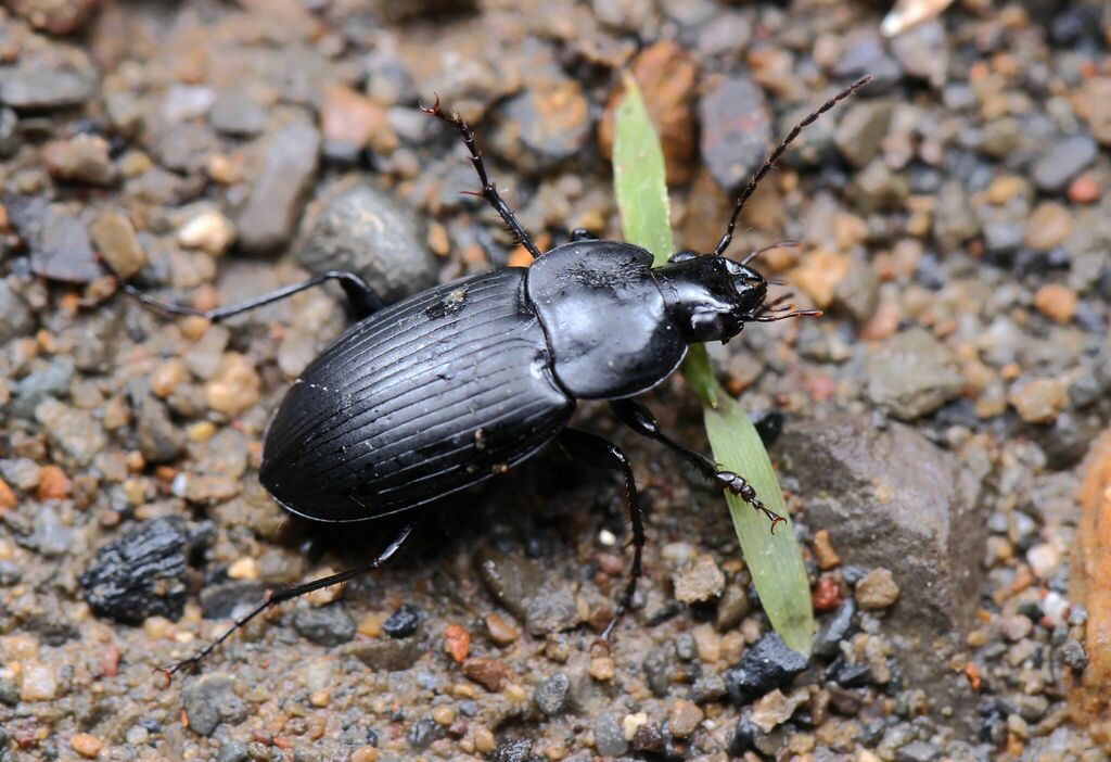 Diplocheila minima