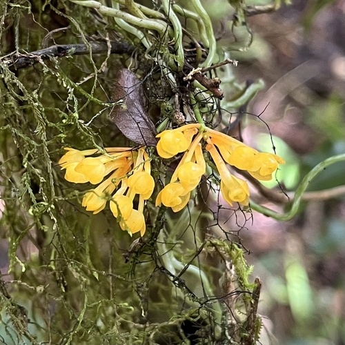 Microcoelia gilpiniae