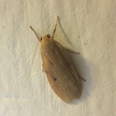 Paralithosia shaowuica