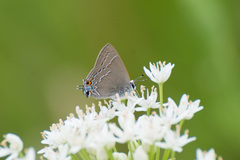 Satyrium favonius