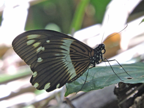 Papilio mechowi