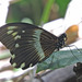 Papilio mechowi - Photo (c) David Bygott, algunos derechos reservados (CC BY-NC), subido por David Bygott