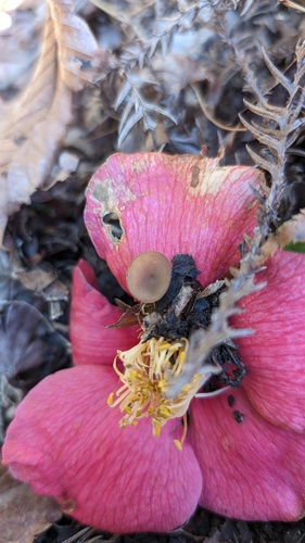 観察された菌類