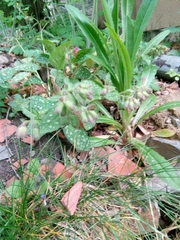 Pulmonaria saccharata