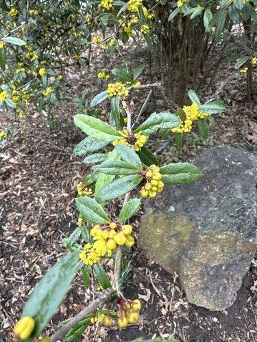 Berberis julianae