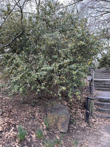 Berberis julianae