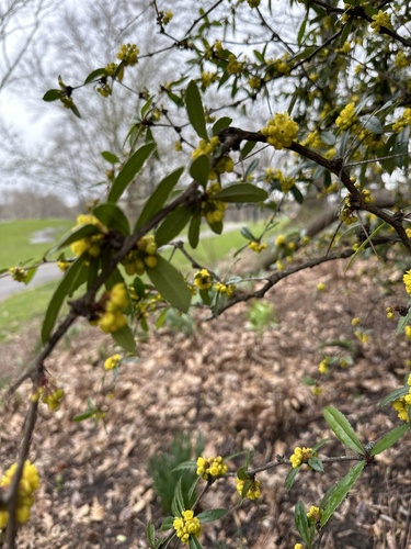 Berberis julianae