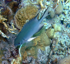 Amblyglyphidodon indicus
