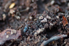 Entomobrya albocincta